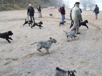 SSPK's Schnauzerpromenad 