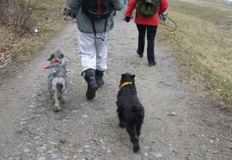 SSPK's Schnauzerpromenad